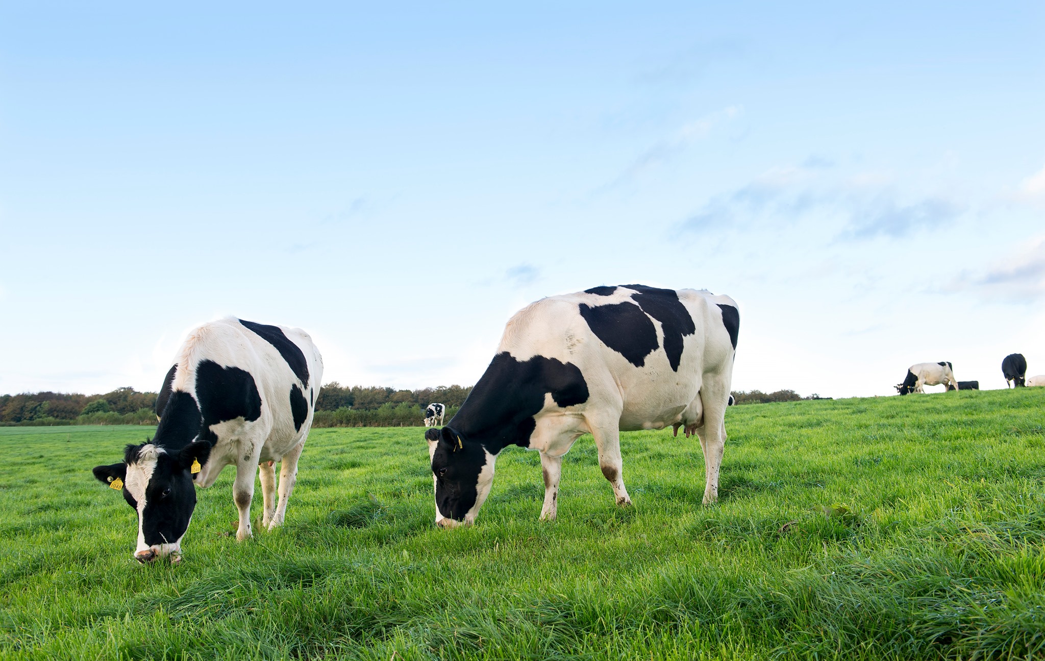 Tirlan Farm Life Sales Shop -Tirlan Farm Life Sales Shop 70335860 3325696070775730 6880075787538530304 n