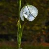 Solar Snowdrop Stakelight