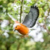 Vida Chaffinch In Flight -Tirlan Farm Life Sales Shop 9111411 frontface 1200Wx1200H