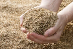 Germinal Leisure Lawn Seed No2